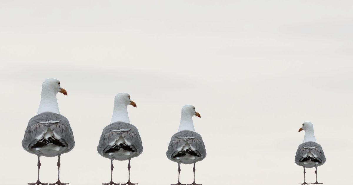 Quinto-tutte le pensioni sono valide